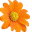 orange spring flower